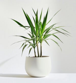 product-05 product 05